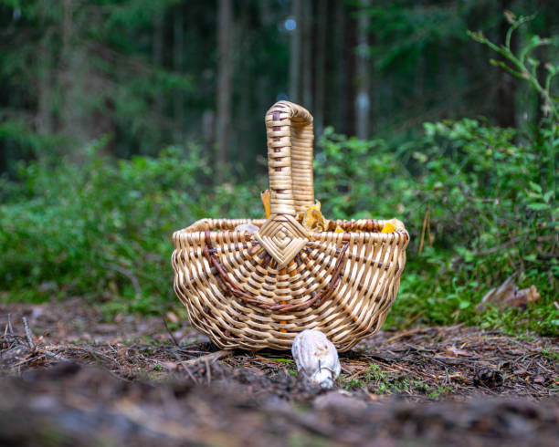 istock wicker basket with yellow chanterelles, autumn harvest 1648677023