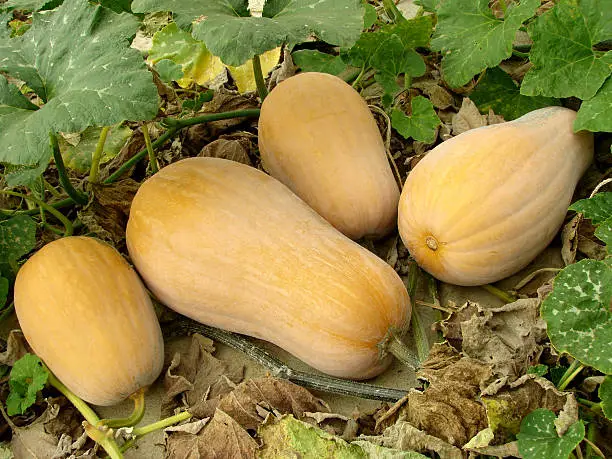 Photo of butternut squashes