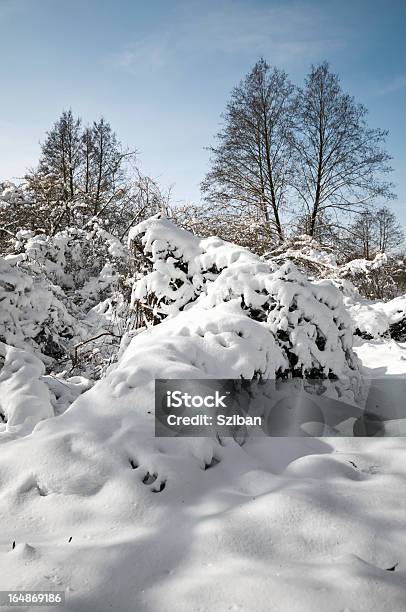 Retrato De Invierno Paisaje Foto de stock y más banco de imágenes de Aire libre - Aire libre, Arbusto, Blanco - Color