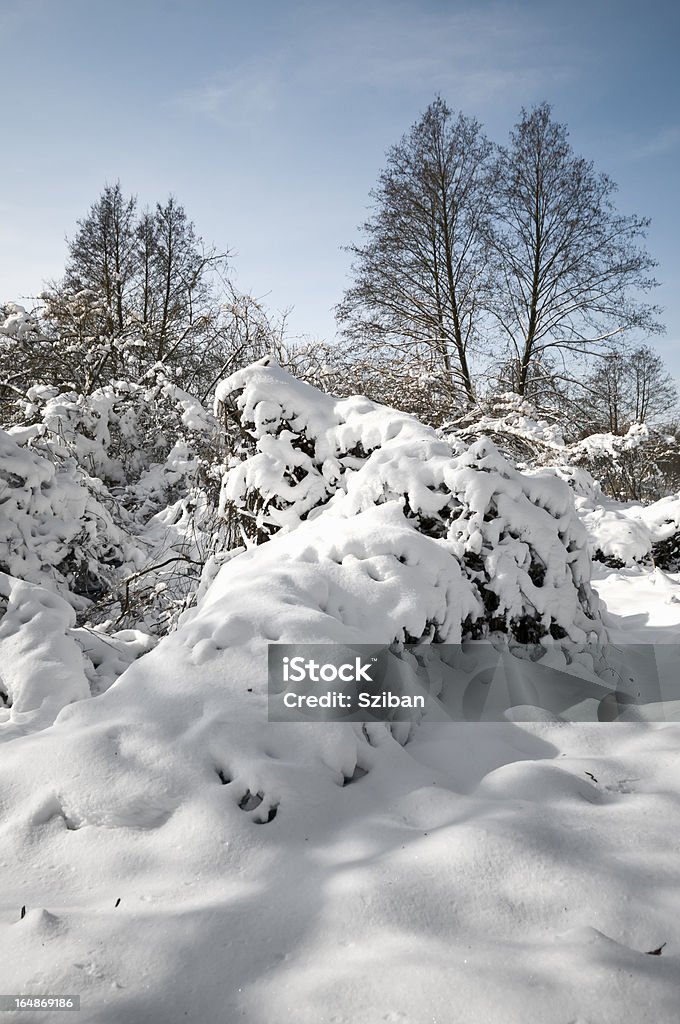 portrait d'hiver paysage - Photo de Arbre libre de droits