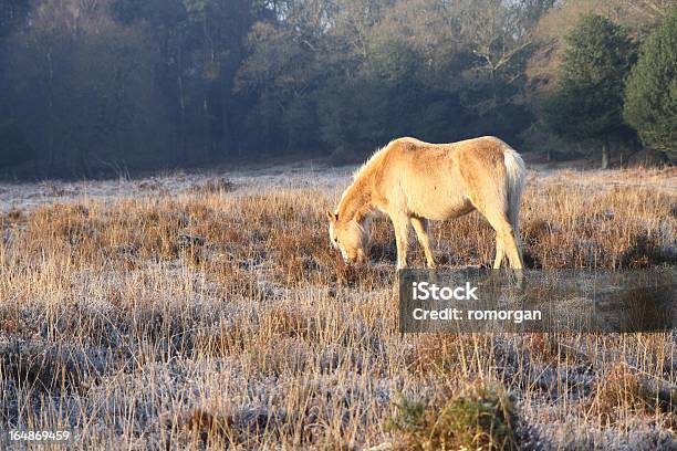 Wild Palomino De Pastoreo New Forest Compensación En Sunrise Winter Foto de stock y más banco de imágenes de Invierno