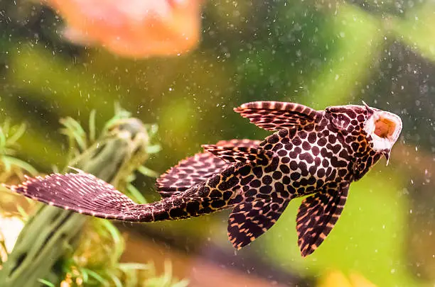 Photo of Ancistrus - Sucker Fish in Aquarium