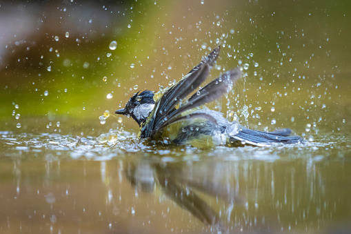 Closeup portrait of a Great tit bird, Parus Major, bathing in water in a forest