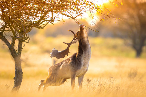 Fallow deer stag, Dama Dama, with big antlers during rutting in Autumn season stock photo