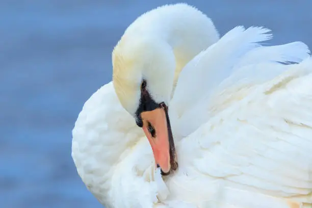 Photo of Closeup of a Mute swan, Cygnus olor, preening