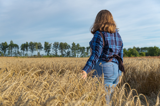 Rear view of cheerful brown haired plus size caucasian woman in blue checkered shirt walking on agricultural field and touching ripe ears of wheat during golden hour in a summer day. Agronomy theme.