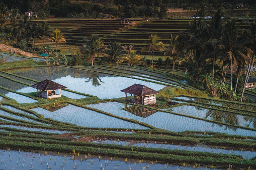 Houses on rice fields in Bali