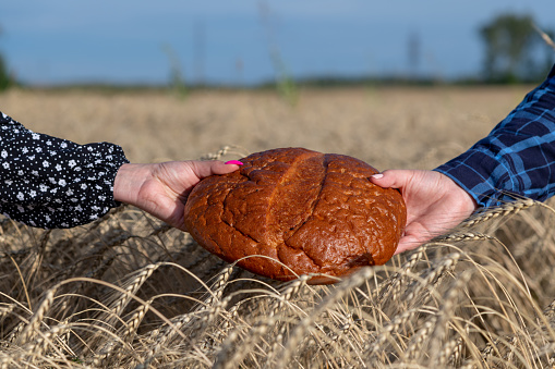 Close-up view of female hands of two women holding loaf of rye bread next to ripe ears of rye on agricultural field in a summer sunny day. Soft focus. Natural food industry theme.