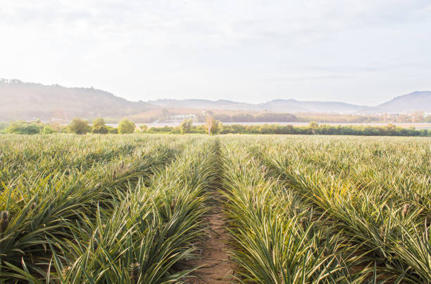 istock Green Pineapple Garden Phuket Thailand 1648725010
