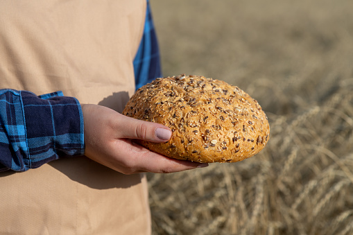 Close-up view of female hands with pink manicure holding loaf of bread next to ripe ears of wheat on agricultural field in a summer sunny day. Soft focus. Food industry theme.