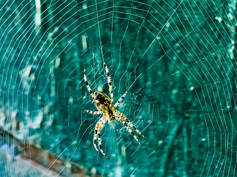 Female Araneus cavaticus on a web. Cross spiders are nocturnal. Blurred green background.
