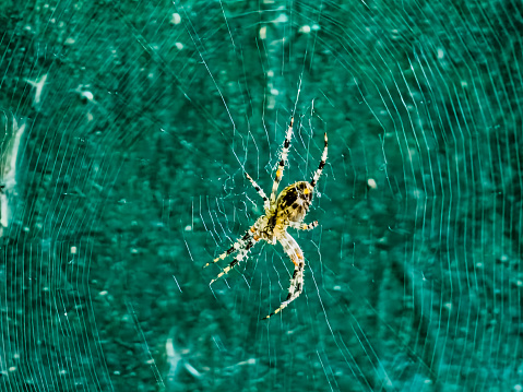 Female Araneus cavaticus on a web. Cross spiders are nocturnal. Blurred green background.