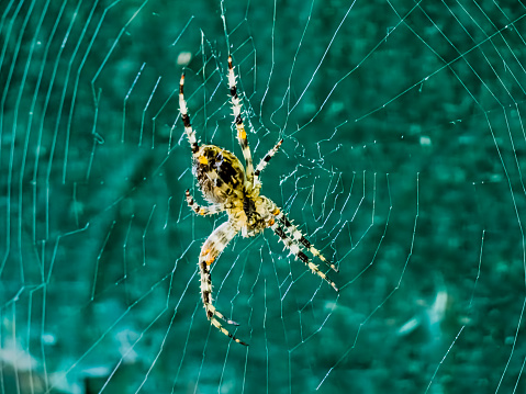 Female Araneus cavaticus on a web. Cross spiders are nocturnal. Blurred green background.