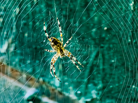 Female Araneus cavaticus on a web. Cross spiders are nocturnal. Blurred green background.