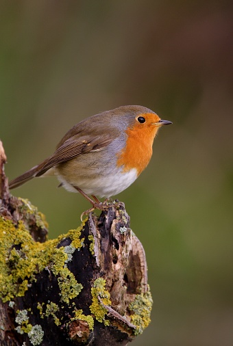 European Robin (Erithacus rubecula) adult perched on mossy stump

Eccles-on-Sea, , Norfolk, UK.         October