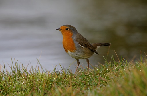 European Robin (Erithacus rubecula) adult standing on wet grass by pond\n\nEccles-on-Sea, , Norfolk, UK.        November