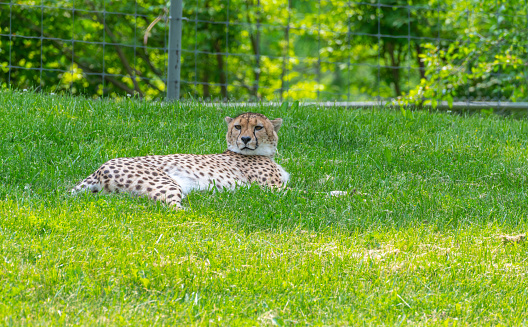 Portrait of a cheetah laying on the ground