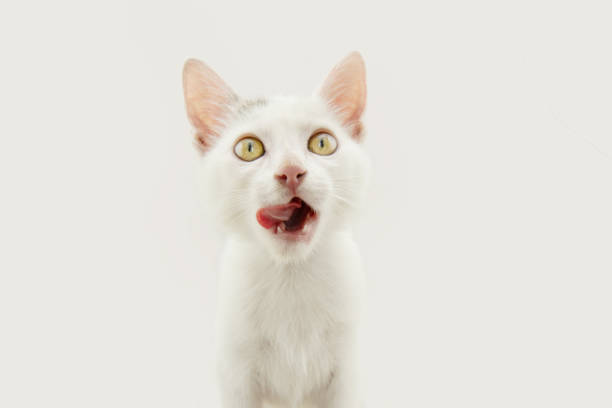 istock Hungry cat kitten licking its lips with tongue. Isolated on white grey background 1648725851