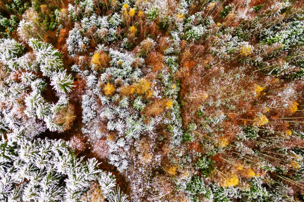 istock Aerial view of frost trees 1648725865