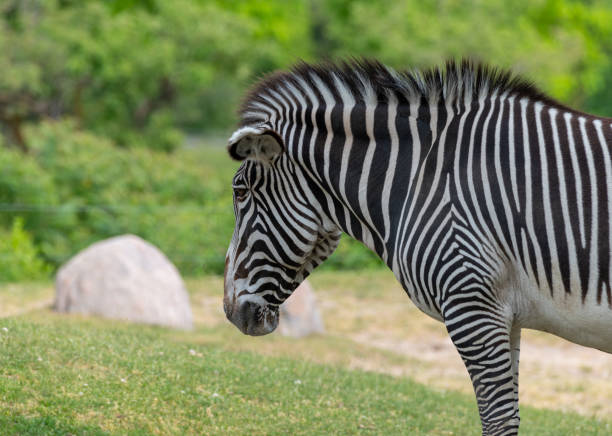 Zebra standing at the zoo