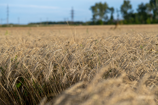 Close-up side view of ripe ears of whear on agricultural wheat field at sunset. Soft focus. Copy space for your text. Natural food background. Agribusiness theme.
