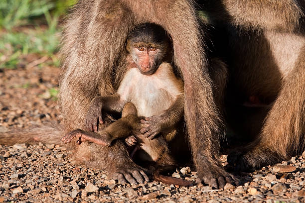 istock Baby baboon sitting against his mother 164873166