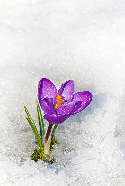 Crocus in the snow with water drops Crocus vernus s. str. in the sun, flowering amid thawing snow crocus tommasinianus stock pictures, royalty-free photos & images