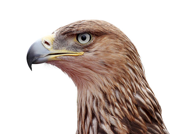 istock close up of golden eagle 164873959