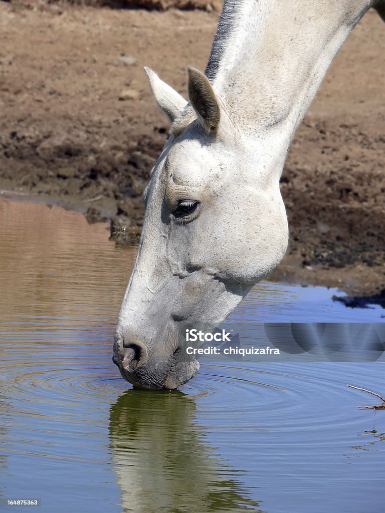 Лошадь Пить - Стоковые фото Белый роялти-фри