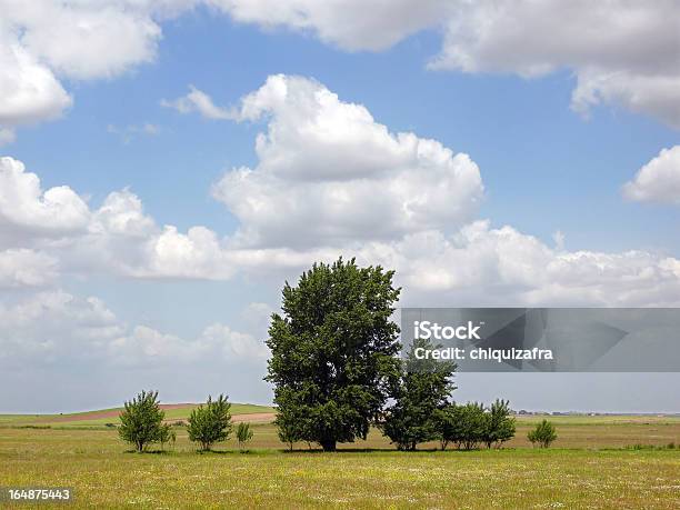 Foto de Paisagem Com Árvores e mais fotos de stock de Agricultura - Agricultura, Campo, Cena Rural