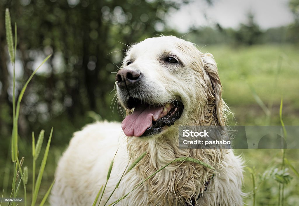 Golden Retriever - Royalty-free Amizade Foto de stock