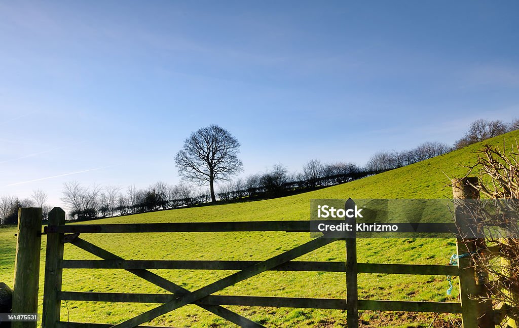 Visualizzazione di un campo Porta con struttura ad albero - Foto stock royalty-free di Agricoltura