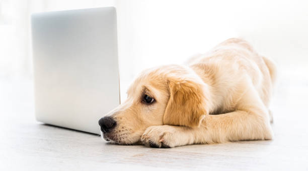 istock Dog with laptop on floor 1648758522