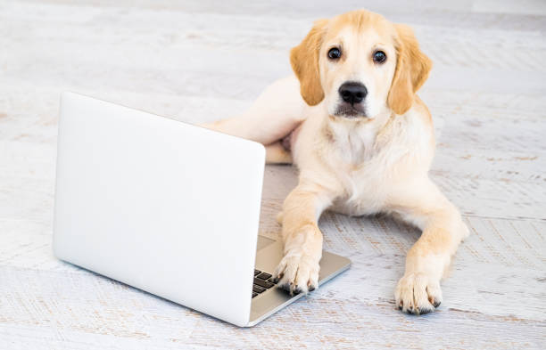 istock Dog with laptop on floor 1648758526