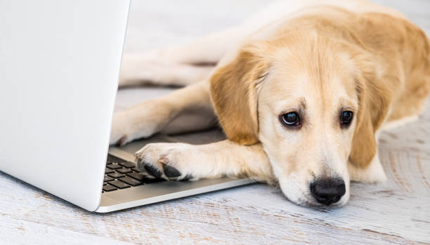 istock Cute dog near laptop 1648758529