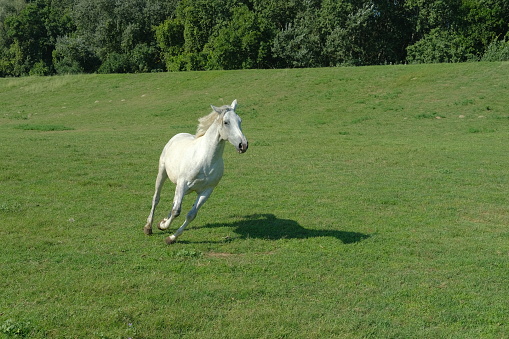 The horse breaks into a gallop across the open field
