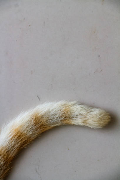 istock Orange cat fur on white background 1648765009