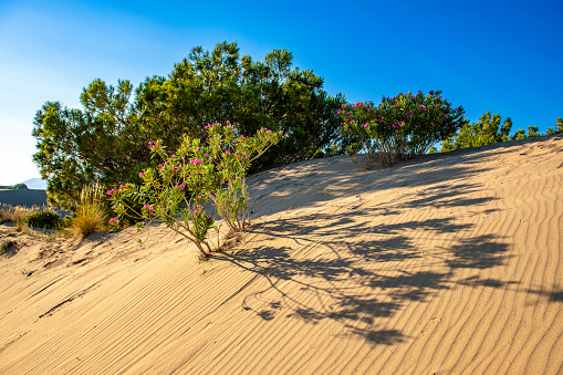 Oleander tree in the sand.
