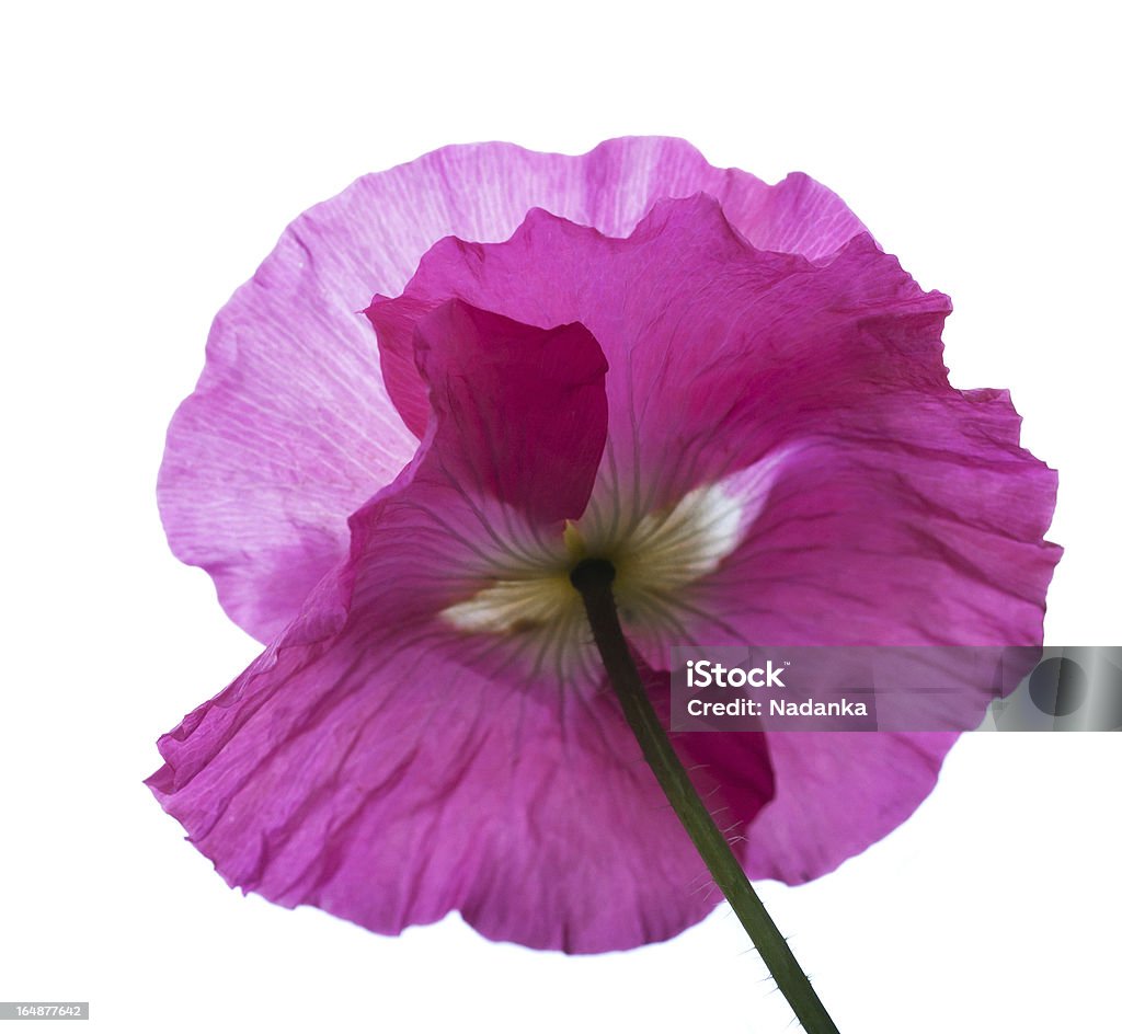 Amapola rosa aislado sobre fondo blanco - Foto de stock de Amapola - Planta libre de derechos