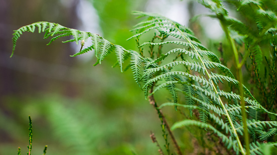 Spiral of fern plants in the middle of the forest