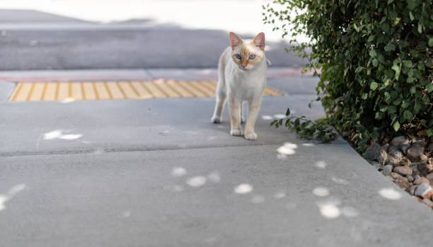 eevee the white flame point siamese cat on the concrete