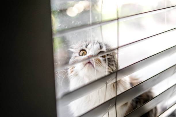 istock Funny Faced Scottish Fold Cat in the Window Blinds 1648793718