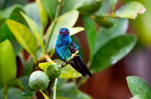 Iridescent Blue Chinned Hummingbird perching in a lime tree next to two limes Iridescent Blue chinned hummingbird, Chlorestes notata, perching next to limes in a citrus tree blue chinned sapphire hummingbird stock pictures, royalty-free photos & images