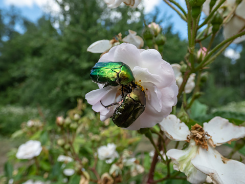 Metallic rose chafer or the green rose chafer (Cetonia aurata) next to copper beetle (Protaetia cuprea) crawling on a white flower. Visible color difference between two beetles