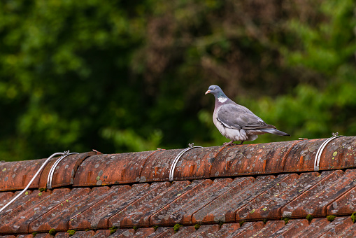 Cool pigeon bird like wink smiley on a roof isolated against green nature