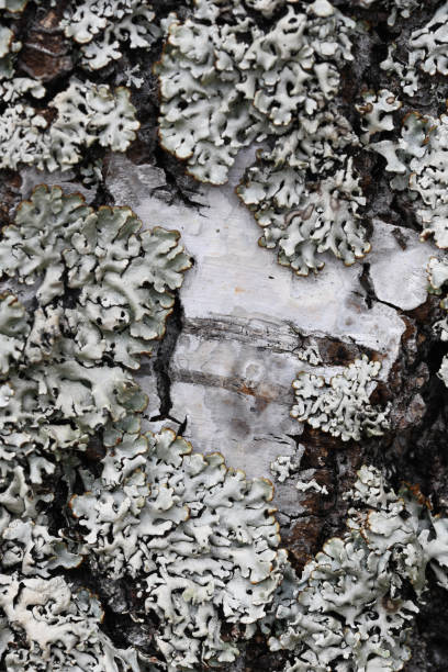 Macro image of lichen growing on a silver birch tree on Vilkinsaari Island Finland stock photo