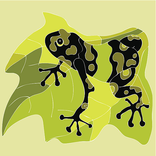 GREEN FROG vector art illustration