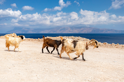 Greek goats. Stony narrow road to Balos lagoon on Crete island, Greece. Picturesque landscape. Greek island. Greek landscapes. Nature background.