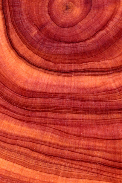 istock Rough and retro style surface of a natural texture. 1648825143