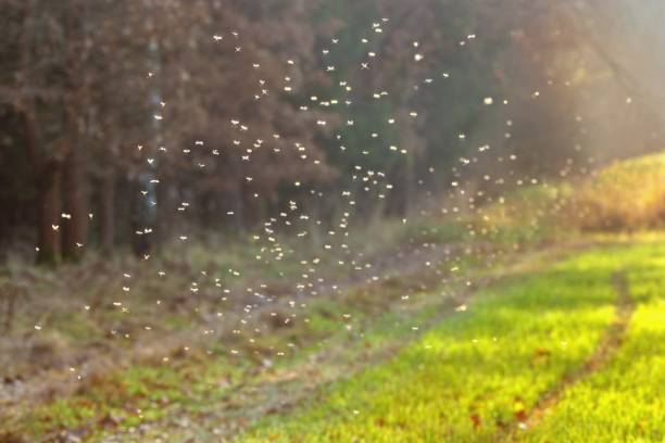 istock Mosquitos swarm flying within dusk 1648842107